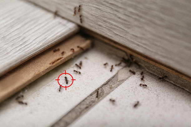 Pest Prevention Services in West Rancho Dominguez, CA
