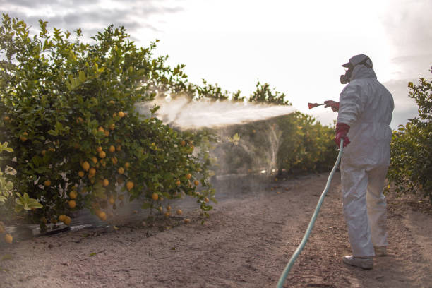 Best Rat Extermination Near Me  in West Rancho Dominguez, CA