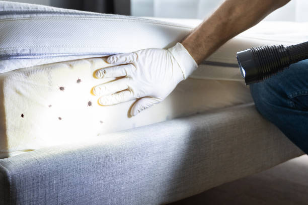 Best Best Pest Control Companies  in West Rancho Dominguez, CA