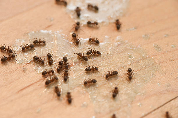 Best Insect Control  in West Rancho Dominguez, CA